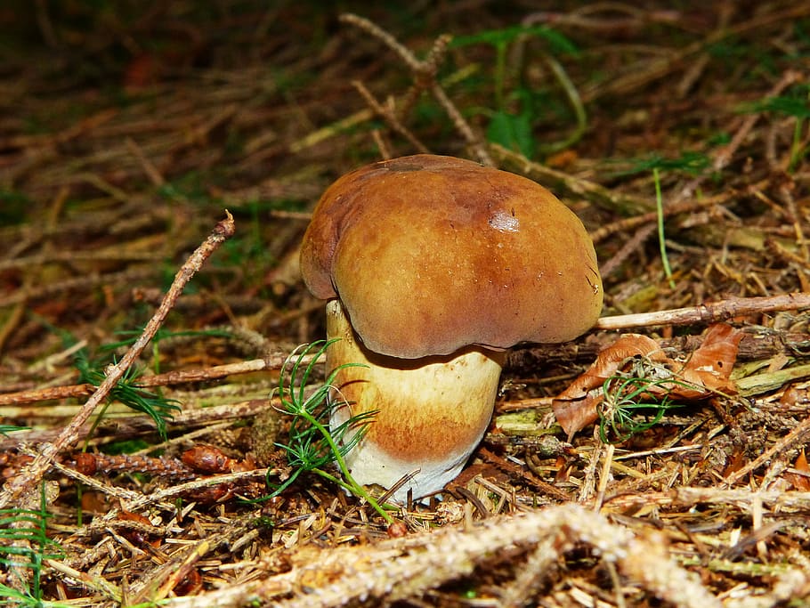 Black, Mushroom, Brown, Cap, Cep, Rac, black mushroom, dark brown cap, forest mushroom, edible