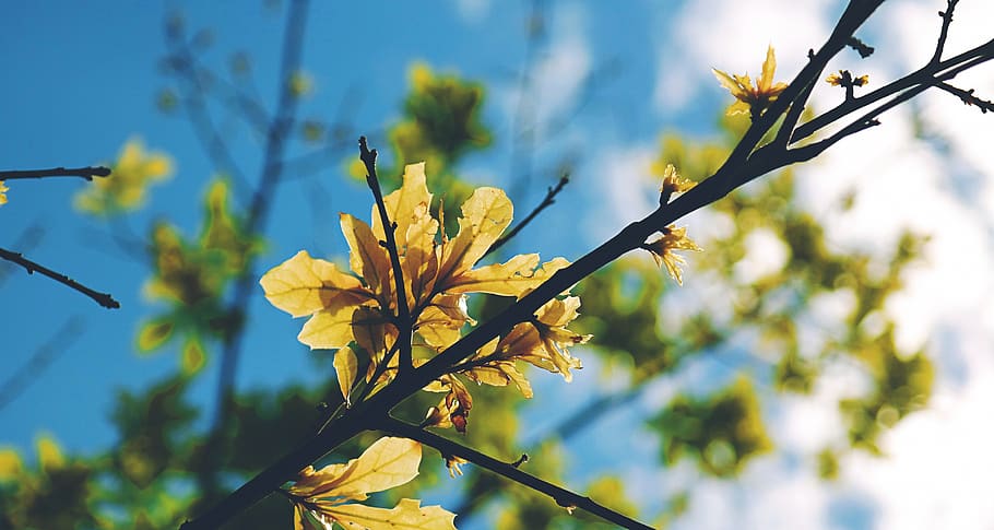 blue, sky, tree, plant, nature, flower, branch, blur, focus on foreground, beauty in nature
