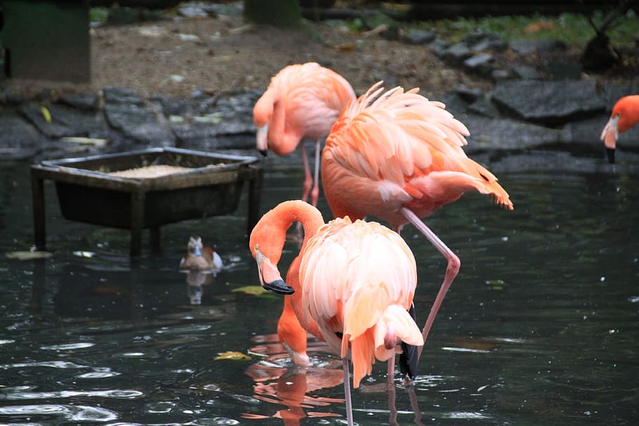 flament pink, burung, taman, pena, sekelompok binatang, hewan, tema binatang, bertulang belakang, air, flamingo
