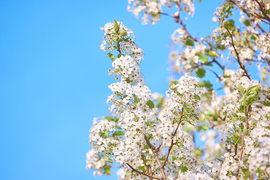 flowers, blossom, white, beautiful, aesthetic, branch, sky, blue, leaves, bokeh