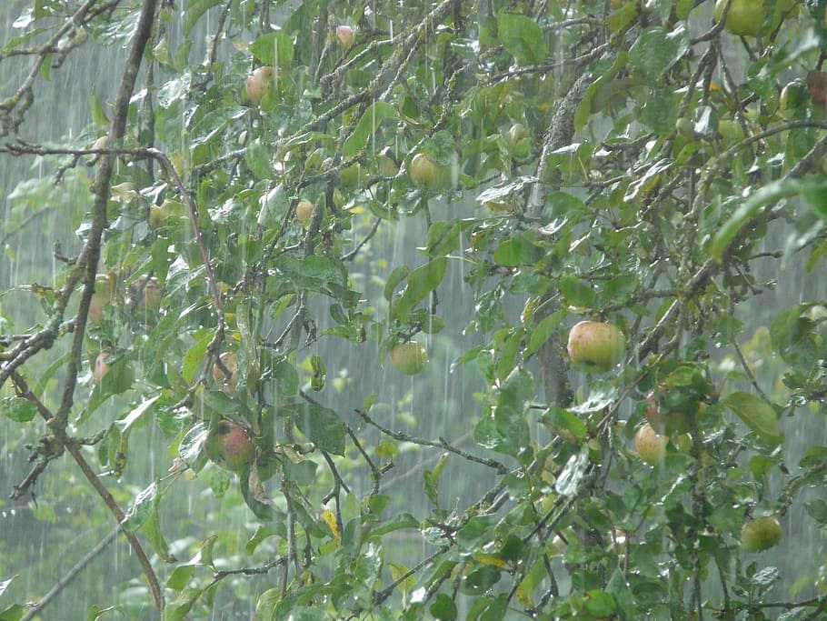 downpour, rainstorm, rain, shiver, wet, water, tree, apple tree, raindrop, storm