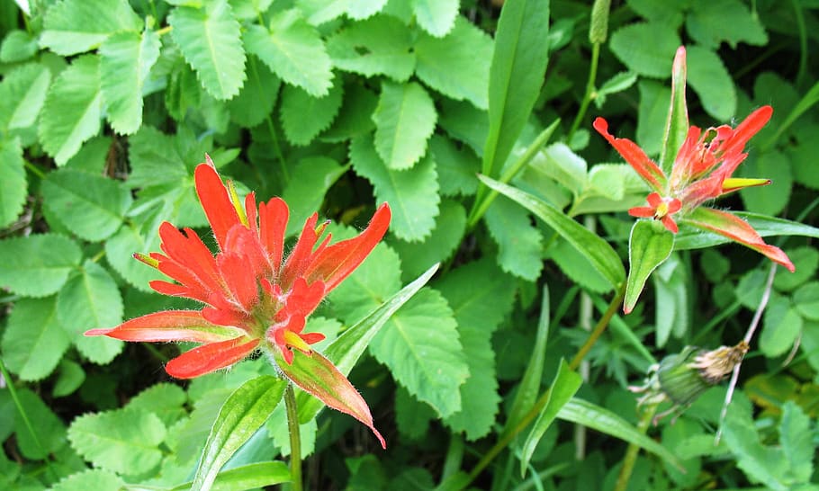 Indian Paintbrush Castilleja Miniata Flowers Bloom Blooming Nature Plants Spring Wildflower Flora Pxfuel