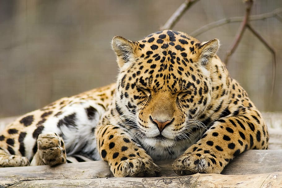 selective, focus photography, reclining, tiger cub, panther, leopard, animal, wildlife, hunter, cat