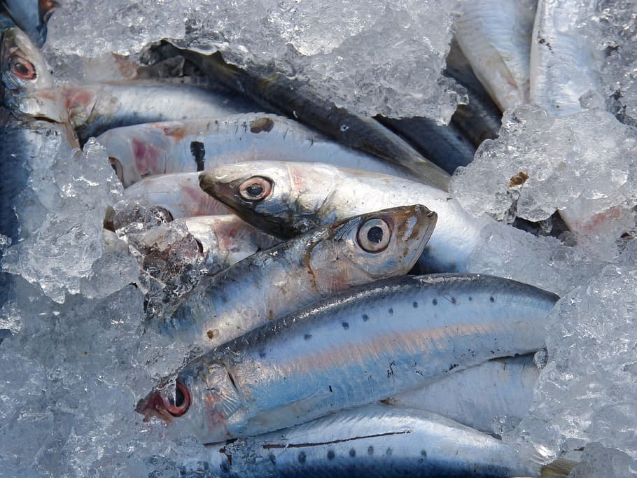 peces grises, sardinas, pescado fresco, sardinas frescas, pescado, marisco, vertebrado, comida y bebida, animal, temperatura fría