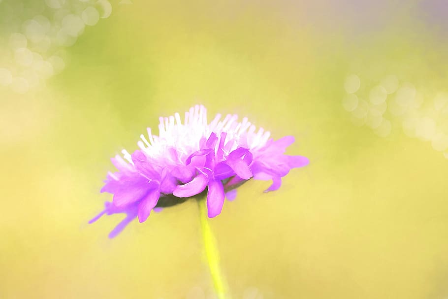 絵画, ペイント, イメージ, アート, 花, 先の尖った花, 植物, 紫, 紫色の花, 紫色の先の尖った花