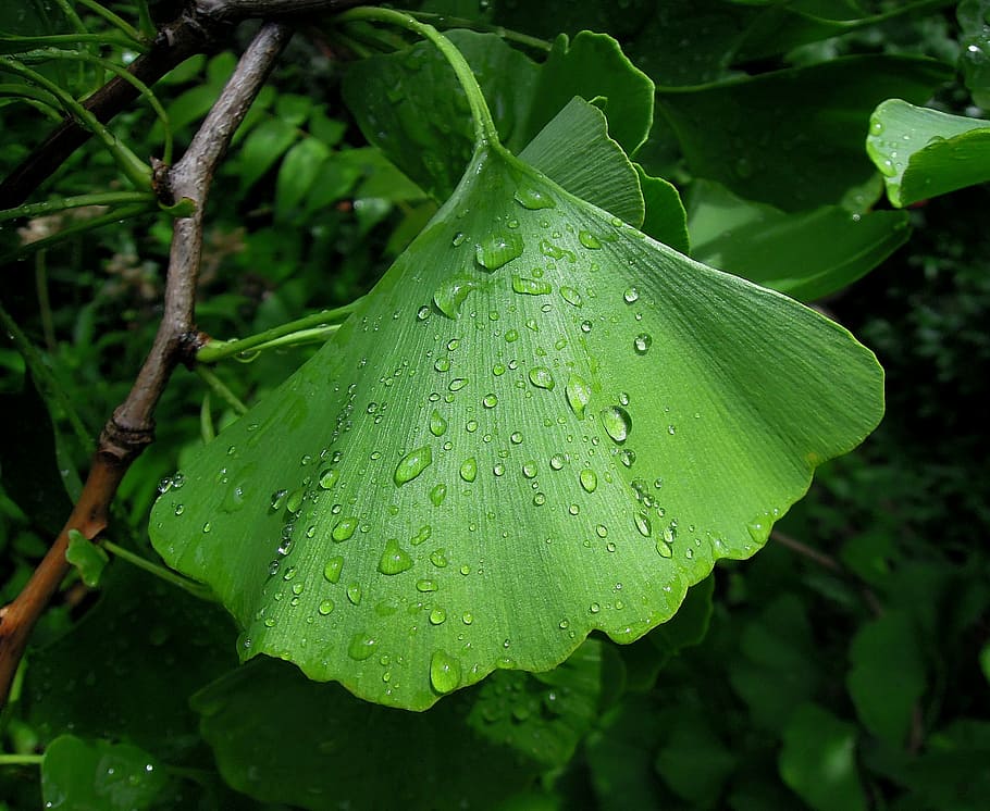 foliage, ginkgo leaf, ginkgo biloba, fern pine, green, raindrop, just add water, plant, holidays, green leaf