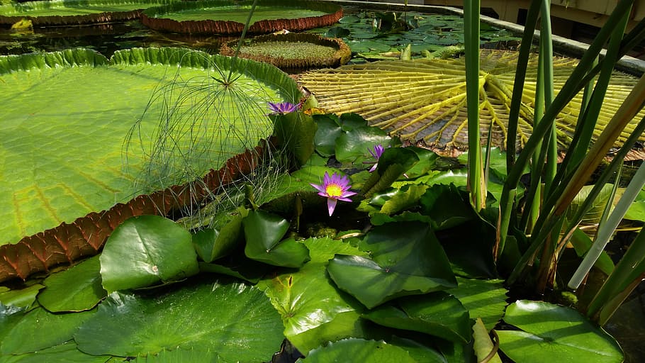 giant water lily, flower, jardin des plantes, budapest, green color, leaf, plant, plant part, growth, nature