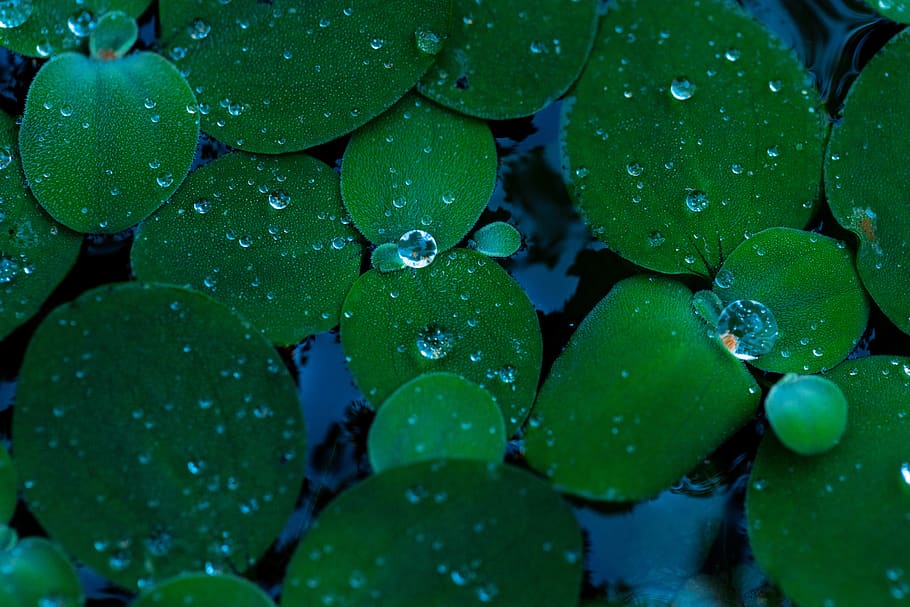water hyacinth, aquatic plant, aquatic, plant, water, nature, leaf, plant part, drop, wet