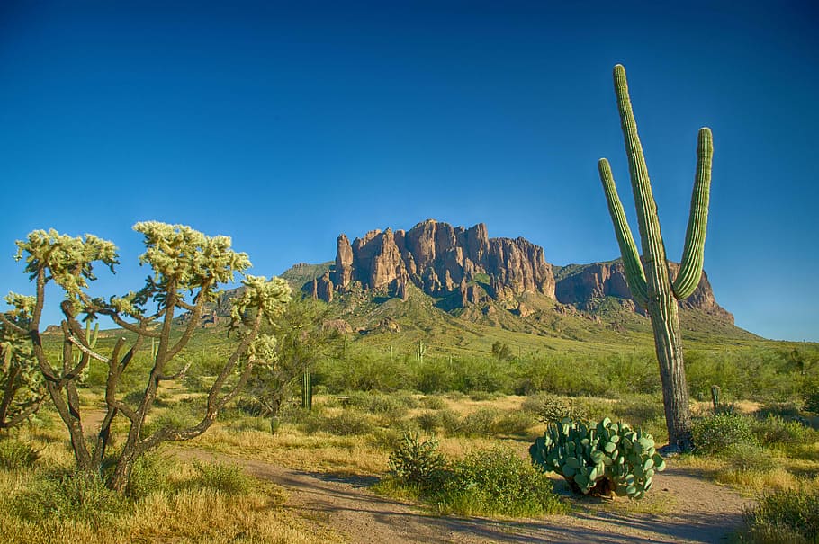 desert, cactus, dry, landscape, cacti, succulent, arizona, western, nature, mountain