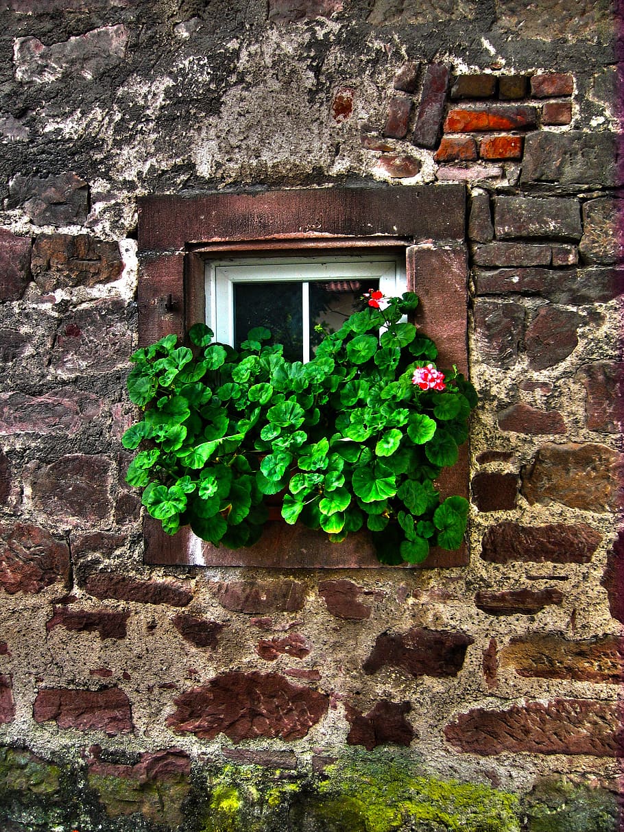 green, leaf plants, white, wooden, glass panel windowpane, wall, stone, window, old, ivy