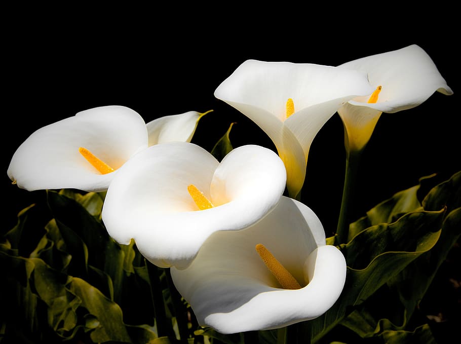 calla lilies, lilies, white, blossom, bloom, flower, lily family, nature, stamen, ornamental plant