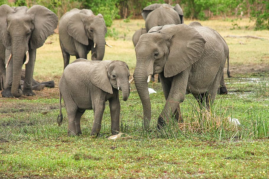 코끼리, 녹색, 잔디 필드, 아프리카, 아프리카 부시 코끼리, 코, 포유 동물, 후피 동물, 남아프리카, 보츠와나