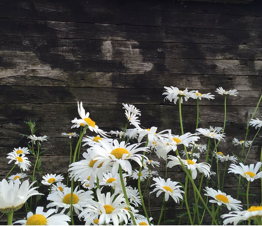 photo og, white, daisies, gray, wooden, background, meadow, nature, blade of grass, flowers