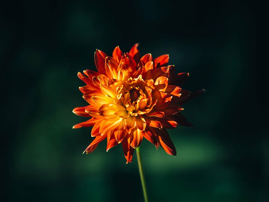 close, orange, dahlia flower, selective, focus, photography, chrysanthemum, flower, nature, petal