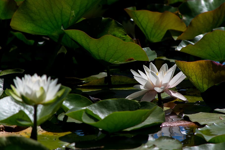 aquatic, flower, herb, lillies, lily, nature, nymphaeaceae, outdoor, pad, pond