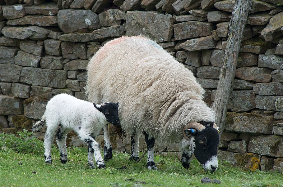 beige, ram, goat, ahead, sheep, lamb, dalesbred, yorkshire, wall, meadow