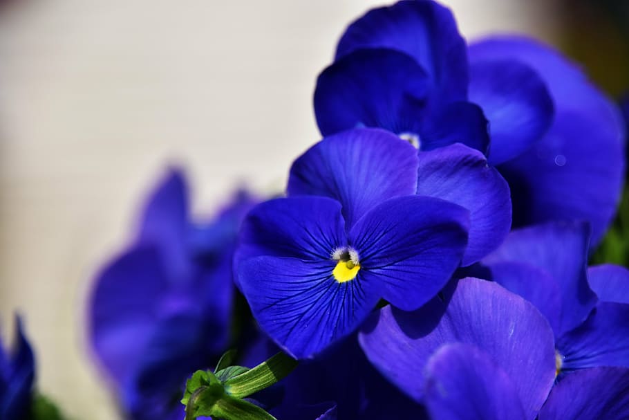 flowers and plants, flower, plant, spring, pansy, blue, petal, flowering plant, freshness, beauty in nature