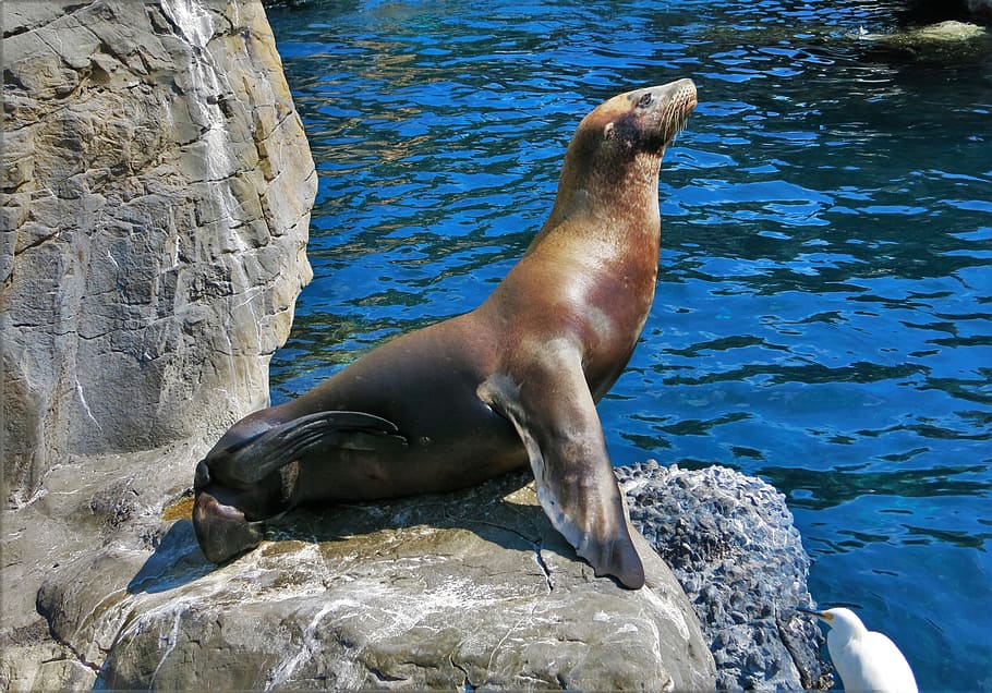 Rock, Robben Island, Florida, robbe, sea Lion, seal - Animal, mammal, animal, sea, wildlife