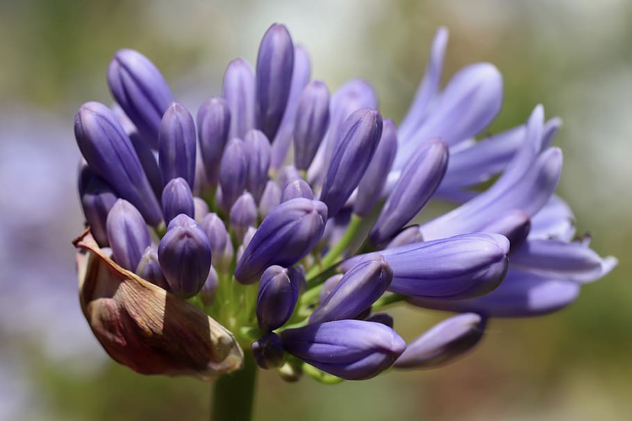 agapanthus, agapanthus praecox, bud, blossom, bloom, purple, blue, bühen, schnittblume, violet