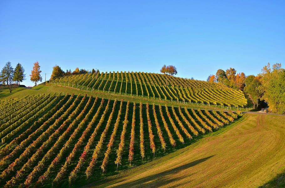 Vineyard, autumn, autumn landscape, nature, sky, agriculture, vine, rural Scene, hill, italy