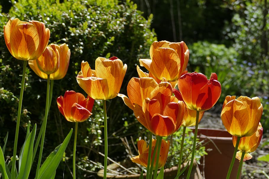 tulipanes, flores, naranja, naturaleza, planta, flor, jardín, primavera, planta floreciendo, belleza en la naturaleza