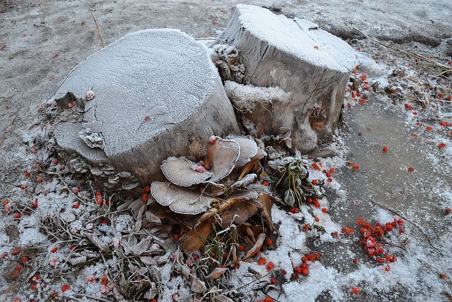 stump, old stump, frost, winter, rime, rowan, cold temperature, snow, day, nature