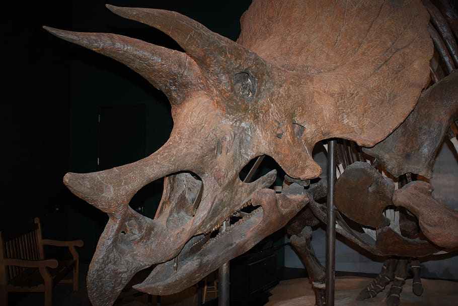 horned, museum, dinosaur, prehistoric, evolution, fossil, jurassic, bones, indoors, close-up