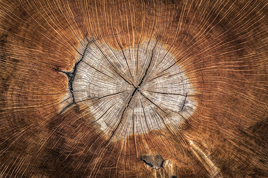 losa de madera marrón, madera, zona anual, naturaleza, textura, plantas, patrón, fondo, círculo, madera dura