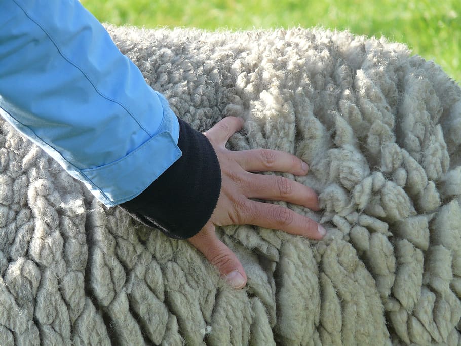 sheepskin, fur, sheep's wool, wool, sheep, stroke, fluffy, soft, rhön sheep, animal