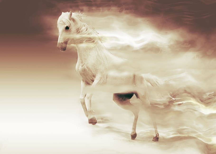 illustration, white, horse, mare, animal, nature, ride, coupling, pasture, mold