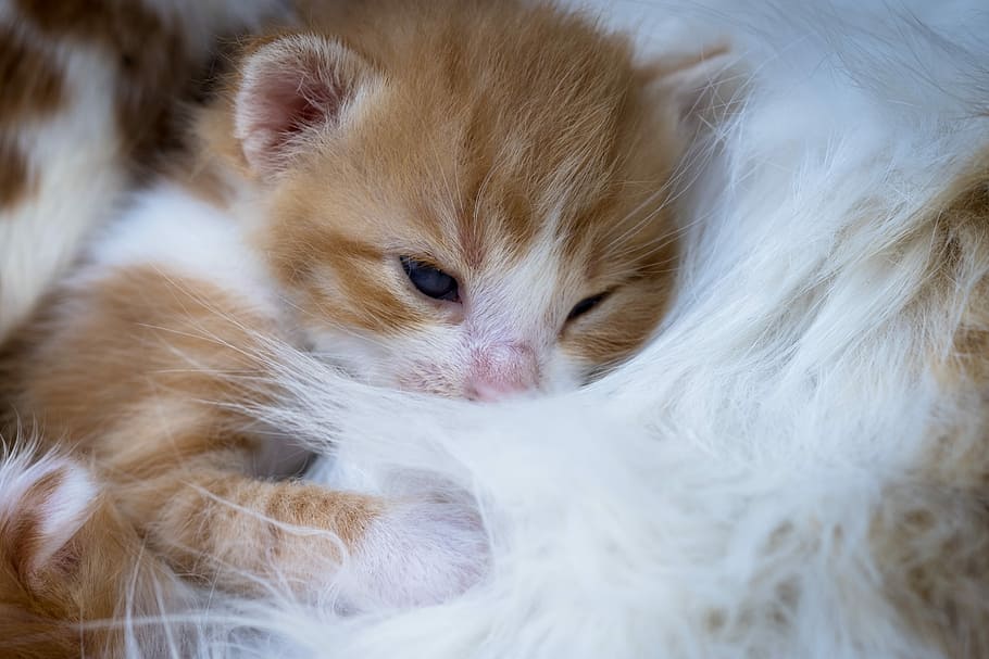 gatito atigrado naranja, gatito, afecto, recién nacido, mascota, felino, animal doméstico, animal, Animales, mamíferos