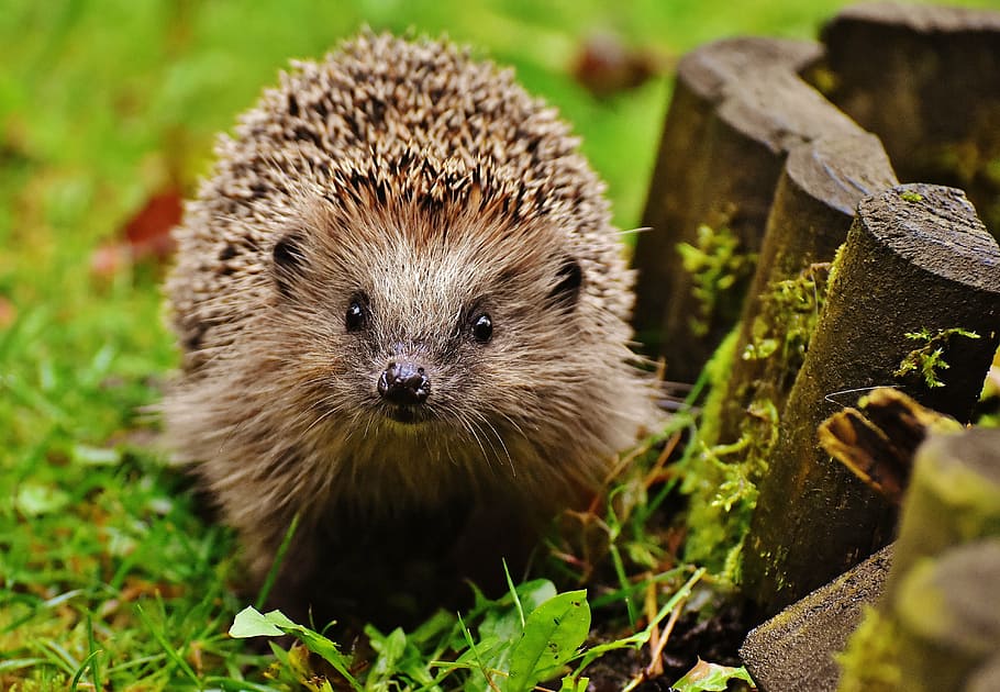 brown hedgehog, hedgehog child, young hedgehog, hedgehog, animal, spur, nature, garden, mammal, hannah