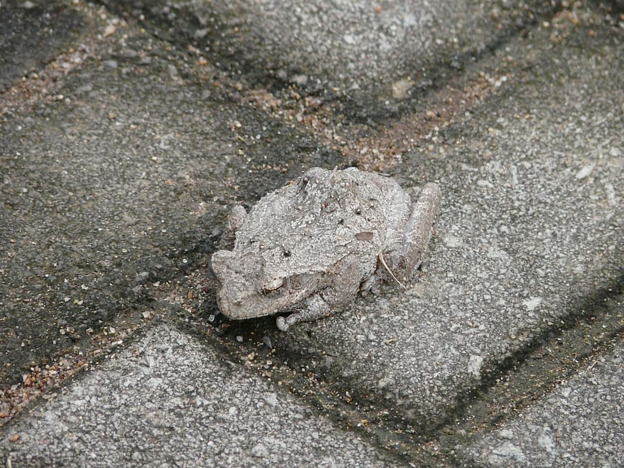 toad, camouflage, hide, discrete, adapt, tune in, attune, high angle view, animal wildlife, animal