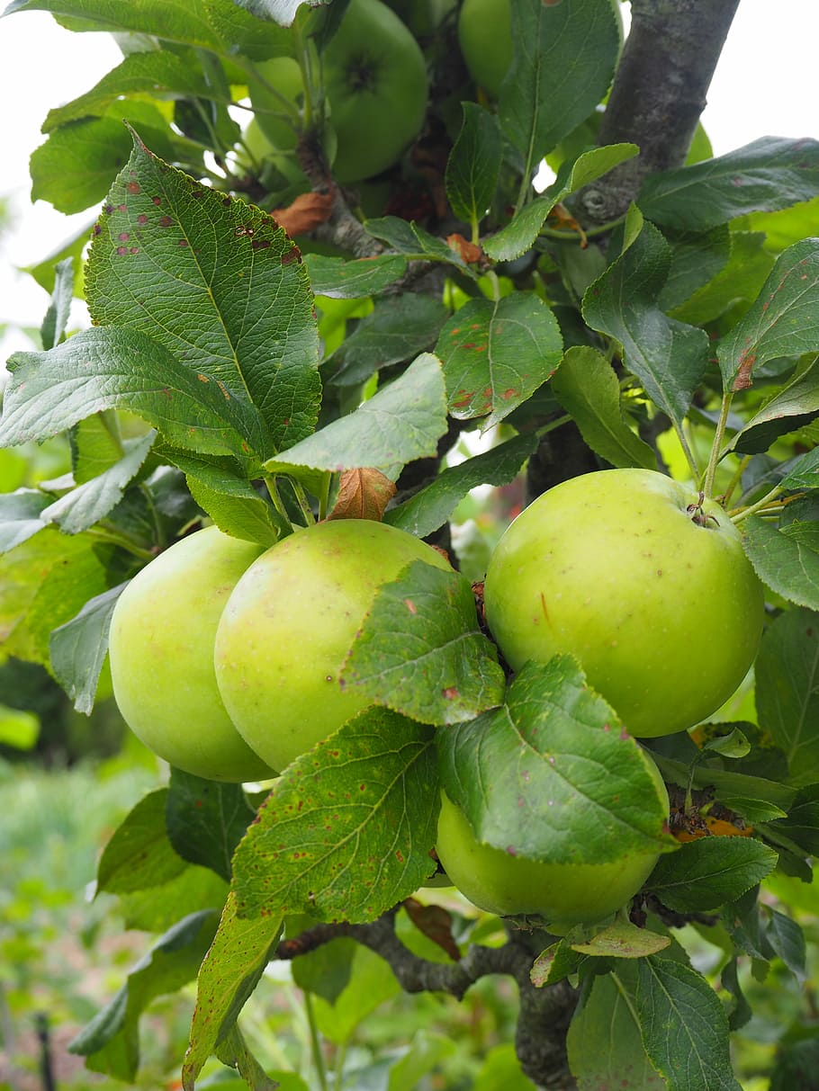 apple, apple tree, fruit, tree, kernobstgewaechs, leaves, green apple, close, healthy eating, food and drink
