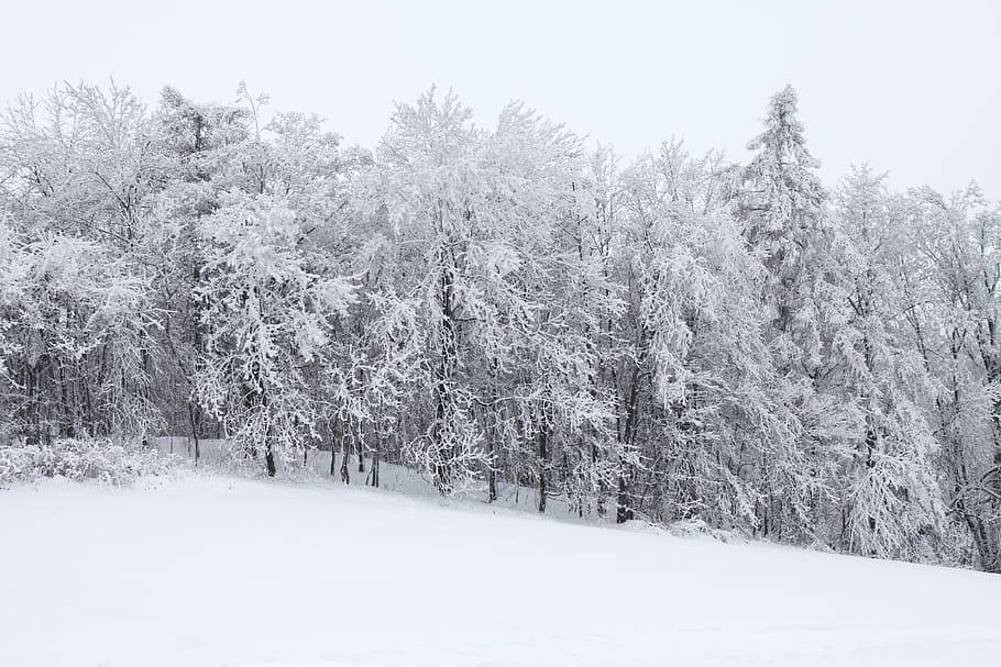 pine trees, snow, Cold, Covered, Forest, Frost, Ice, landscape, nature, scene