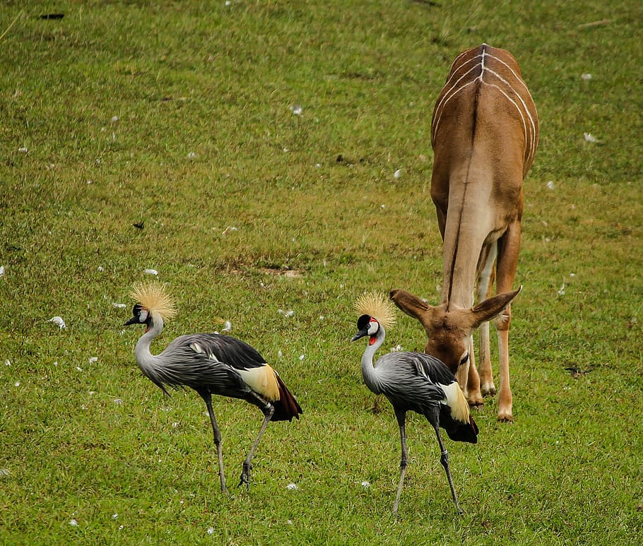 crane, east, african, crowned, East African Crowned Crane, grey crowned crane, bird, water bird, balearica regulorum, kudu