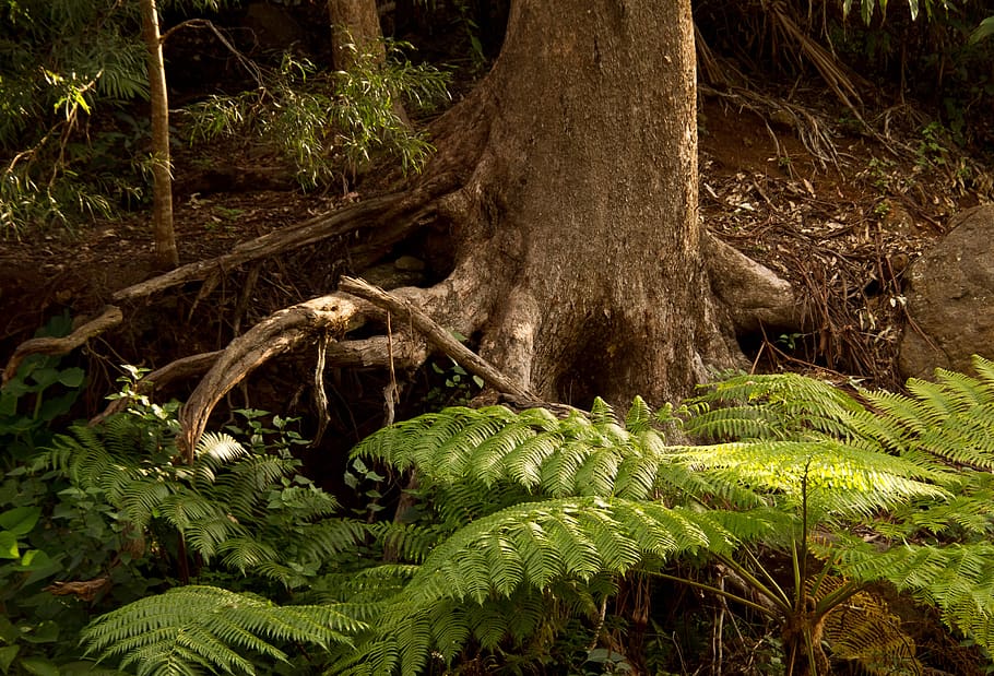 ferns, fronds, green, foliage, tree, roots, rainforest, lush, sub-tropical, queensland