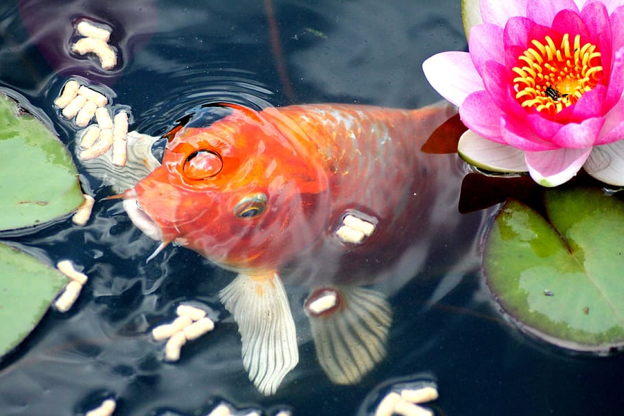 оранжевая кои рыба, золотая рыбка, кормление, рыба, водяная лилия, садовый пруд, вода, позвоночное животное, животное, животные темы