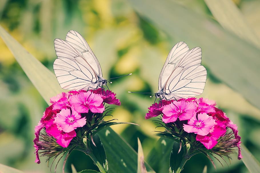 two, white, butterflies, pink, flowers, tree-white linge, white ling, insect, flight insect, flower