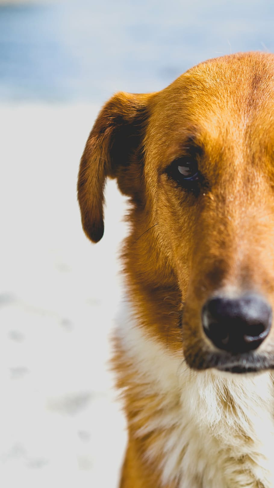 focus photography, brown, dog, animal, pet, puppy, friend, pets, canine, cute