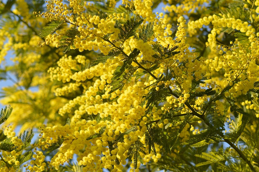 yellow flowers, Mimosa, Flower, Yellow, yellow flower, nature, provence, tree, plant, branch