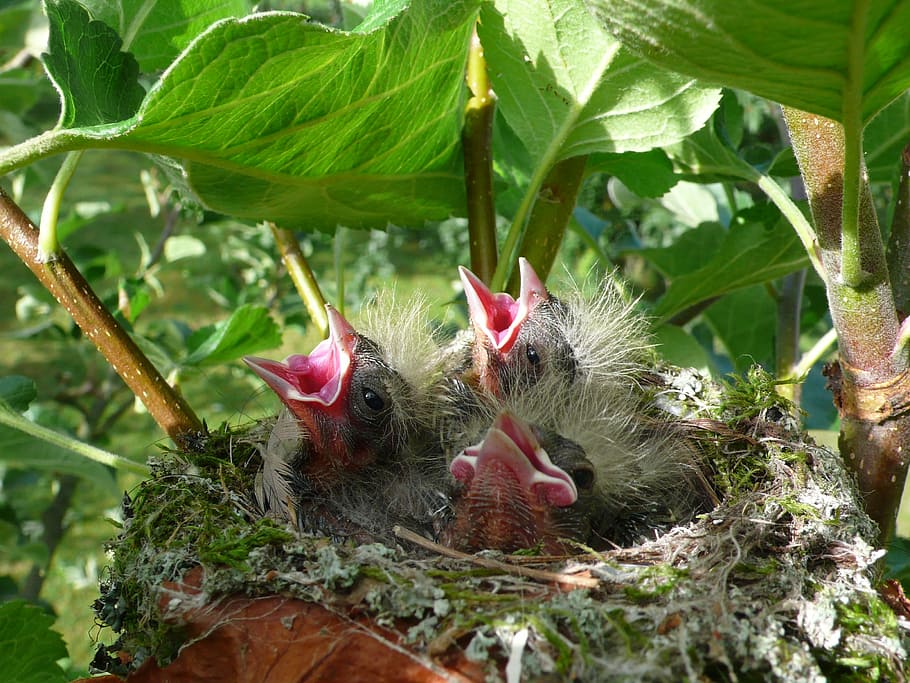 fotografía de primer plano, tres, crías, polluelo, primavera, pájaros, vida, pajaritos, nido, llanto