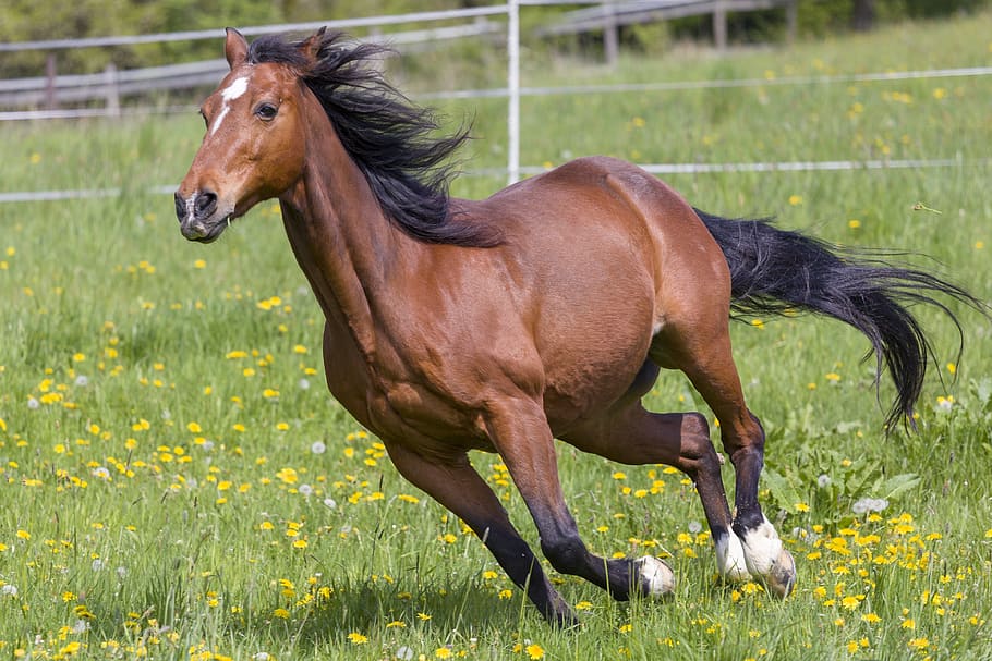 horse, gallop, animal, dom, mane, grass, pasture, movement, run, rural