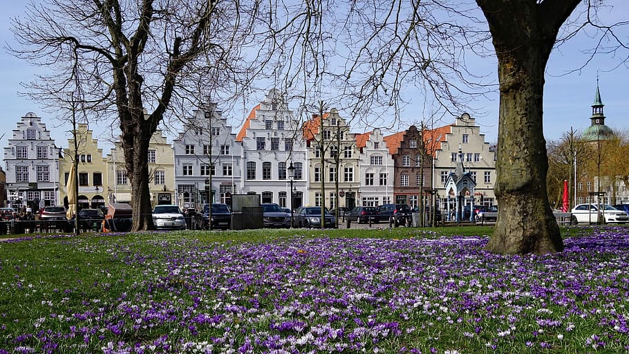 friedrichstadt, crocus, crocus flower, mecklenburg, north sea coast, dutch city, flower, plant, building exterior, architecture