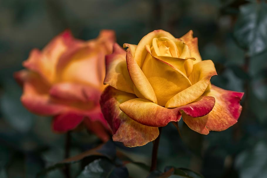 selective, focus photo, red, yellow, rose, garden, red roses, yellow roses, nature, plant