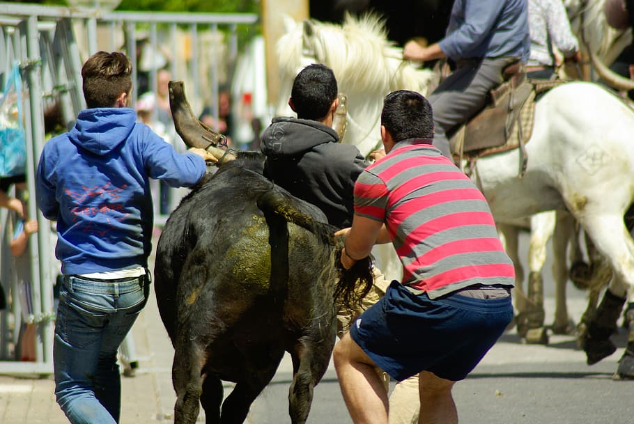camargue, village festival, bulls, gardians, feria, horse, people, animal, riding, cultures