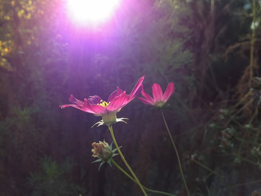 Coreopsis, Cosmos Bipinnatus, Flor, pedais, rosa, luz solar, brilho, sombra, floresta, cor rosa