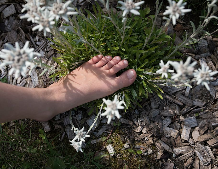 pé esquerdo da pessoa, pé, natureza, planta, flor alpina, flor selvagem, fechar, com os pés descalços, humano Mão, ao ar livre