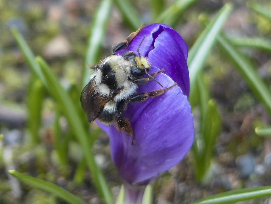 bumble bee, purple, crocus, blossom, flower, nature, spring, garden, plant, flora