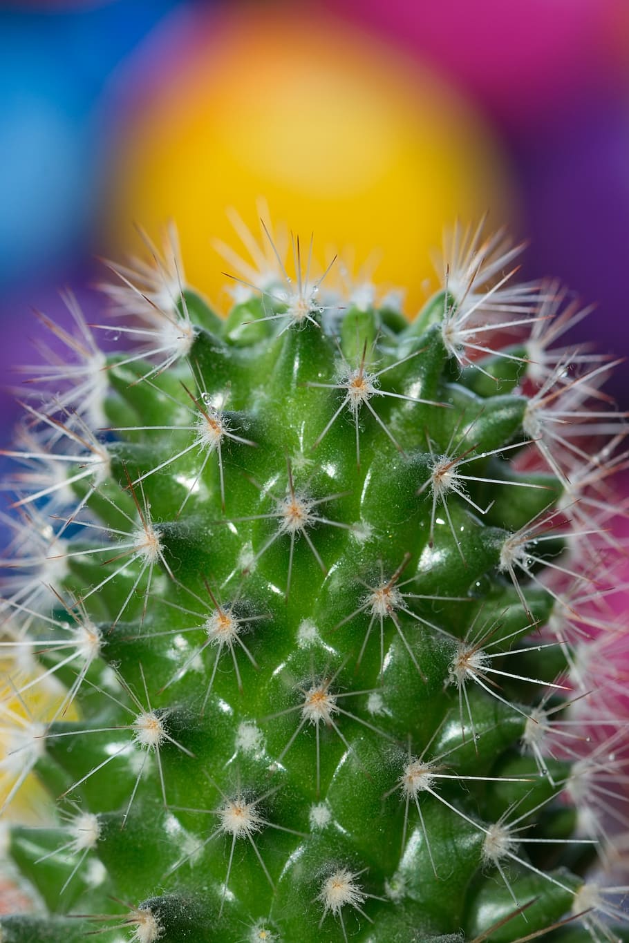 cactus, plant, thistle, tequila, dew, water, wilderness, background, detail, macro